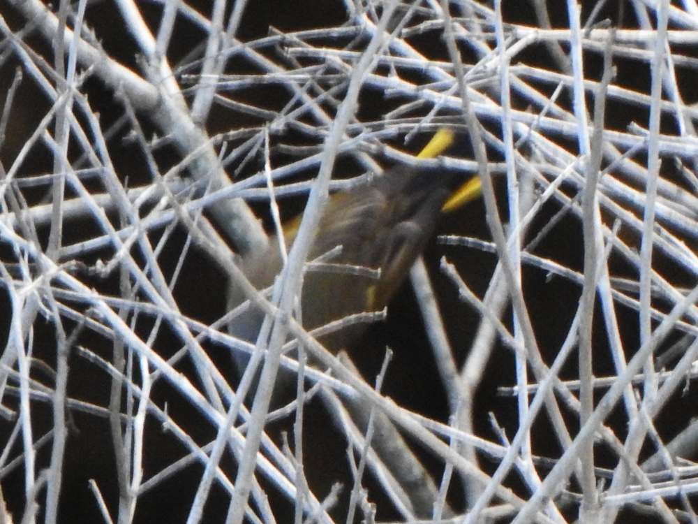 American Redstart - ML645622911