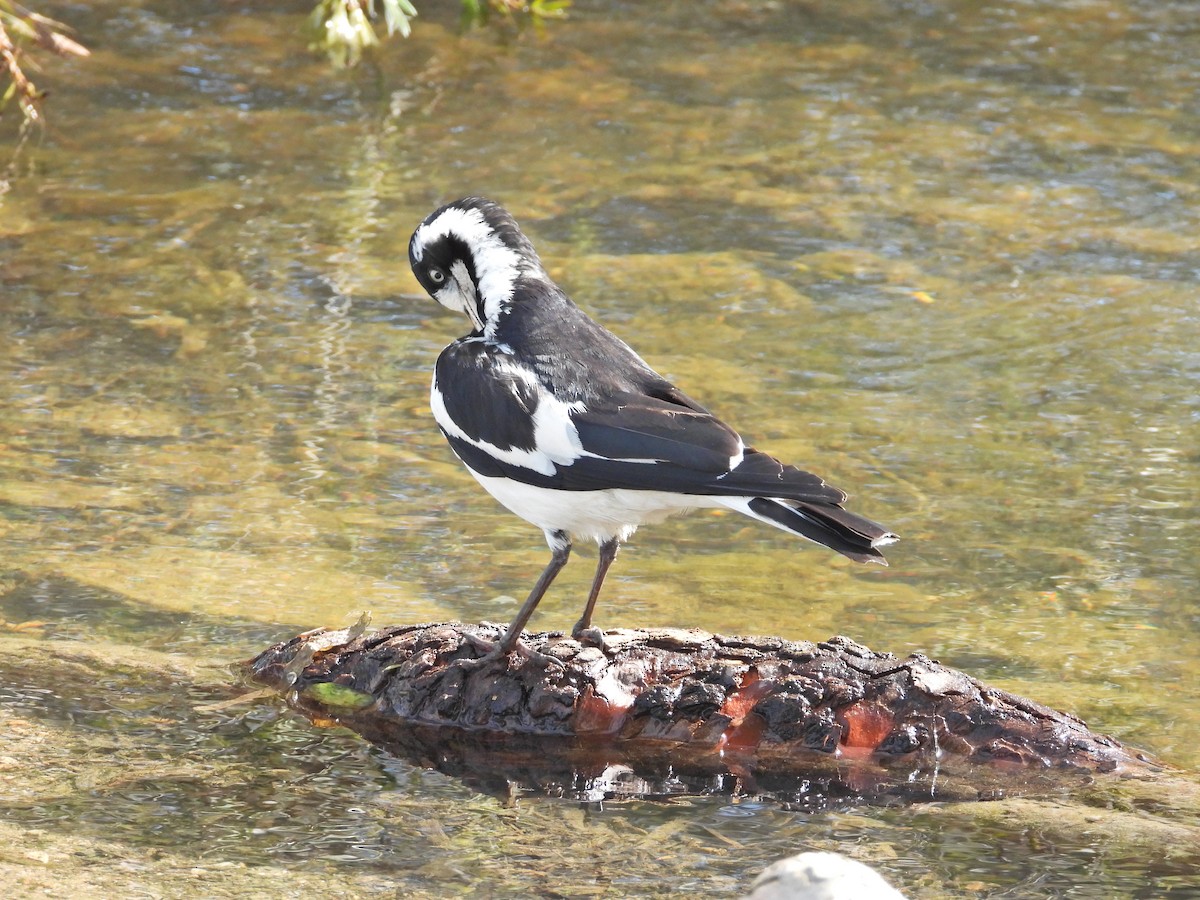 Magpie-lark - ML645622912