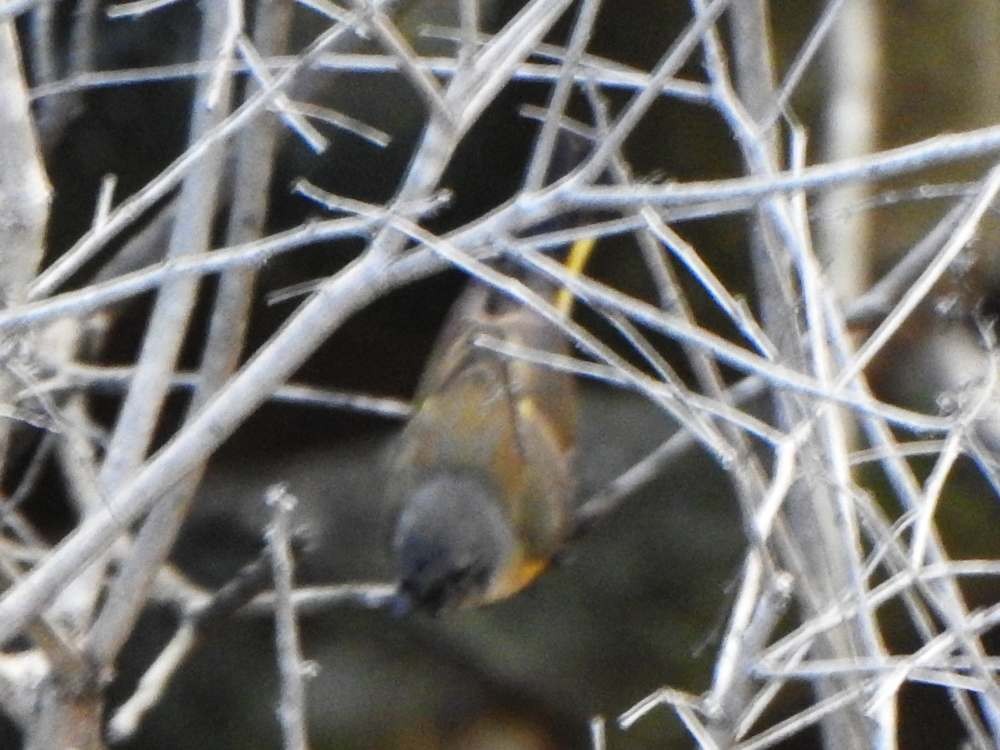 American Redstart - ML645622913