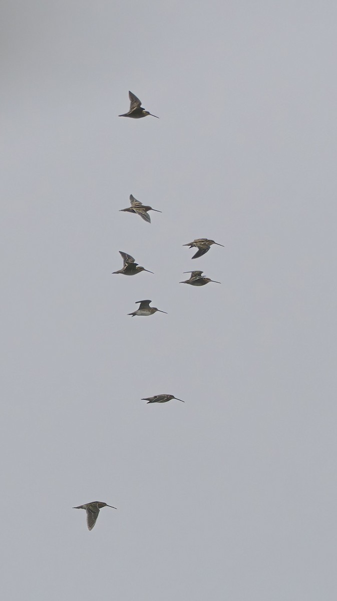 Wilson's Snipe - ML645622914