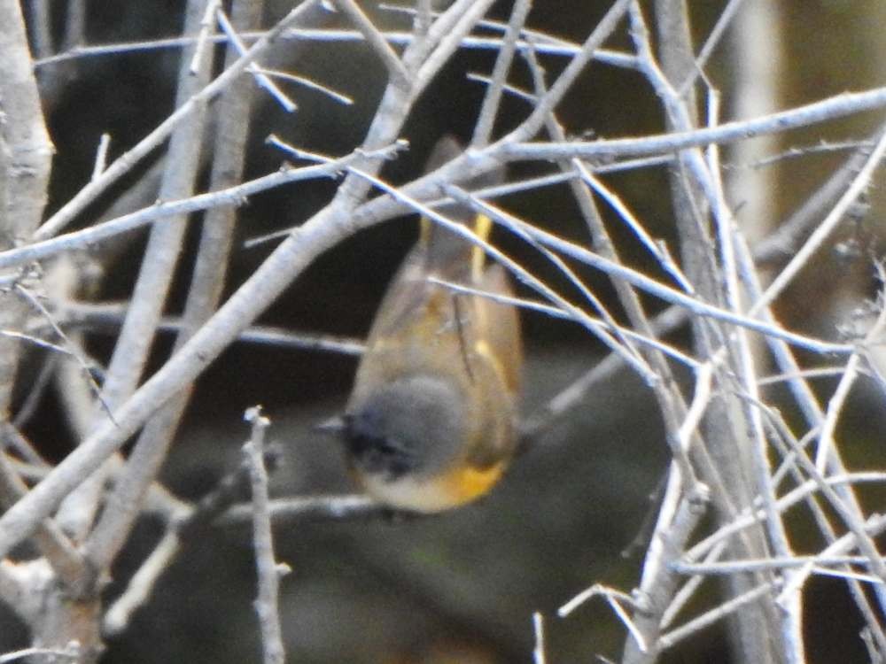 American Redstart - ML645622917