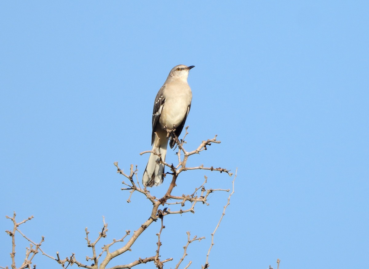 Northern Mockingbird - ML645622918