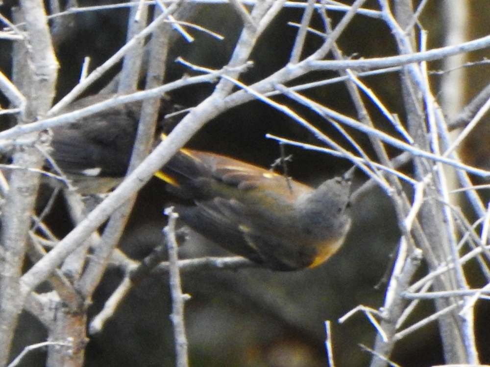 American Redstart - ML645622919