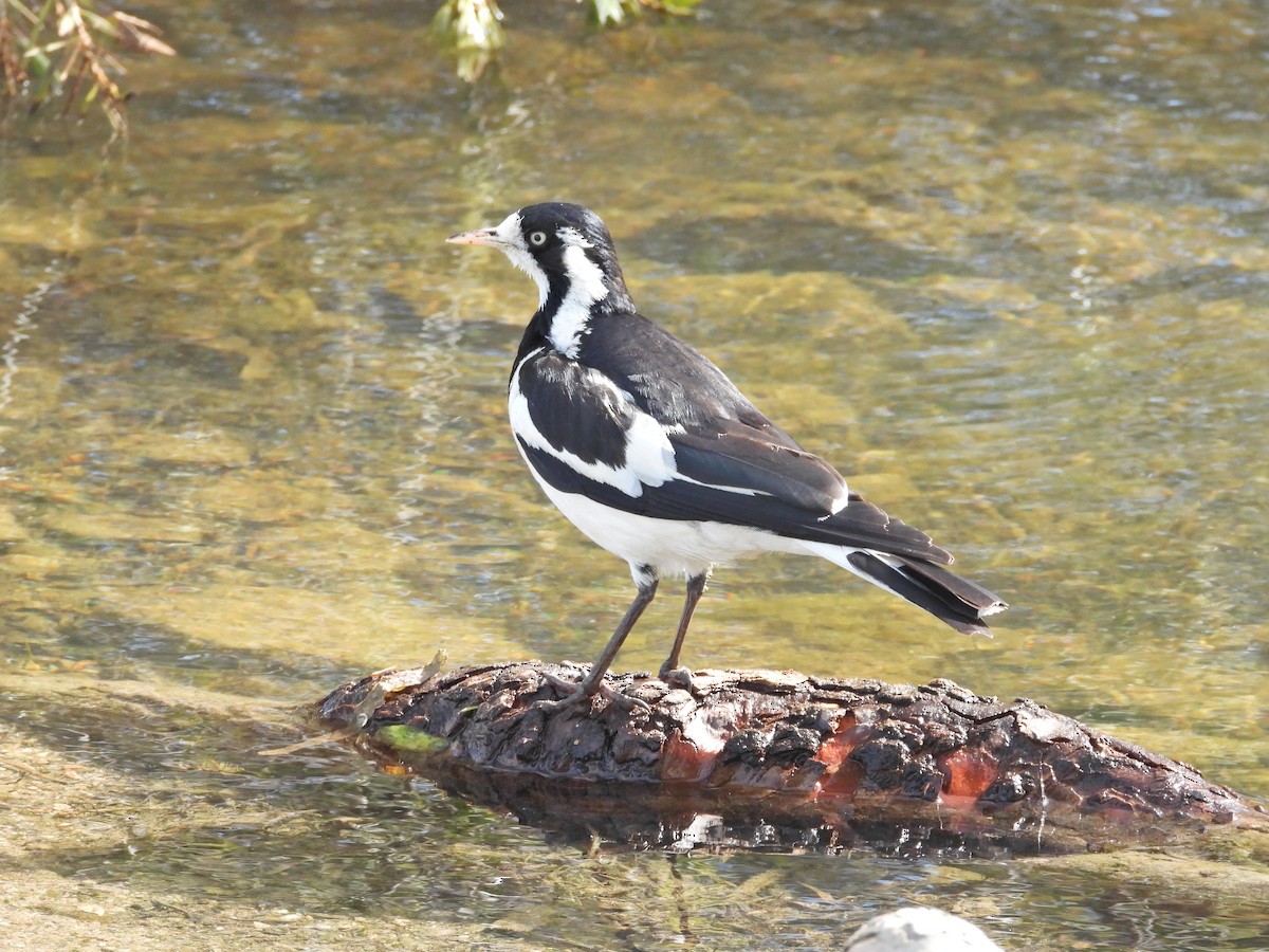 Magpie-lark - ML645622921