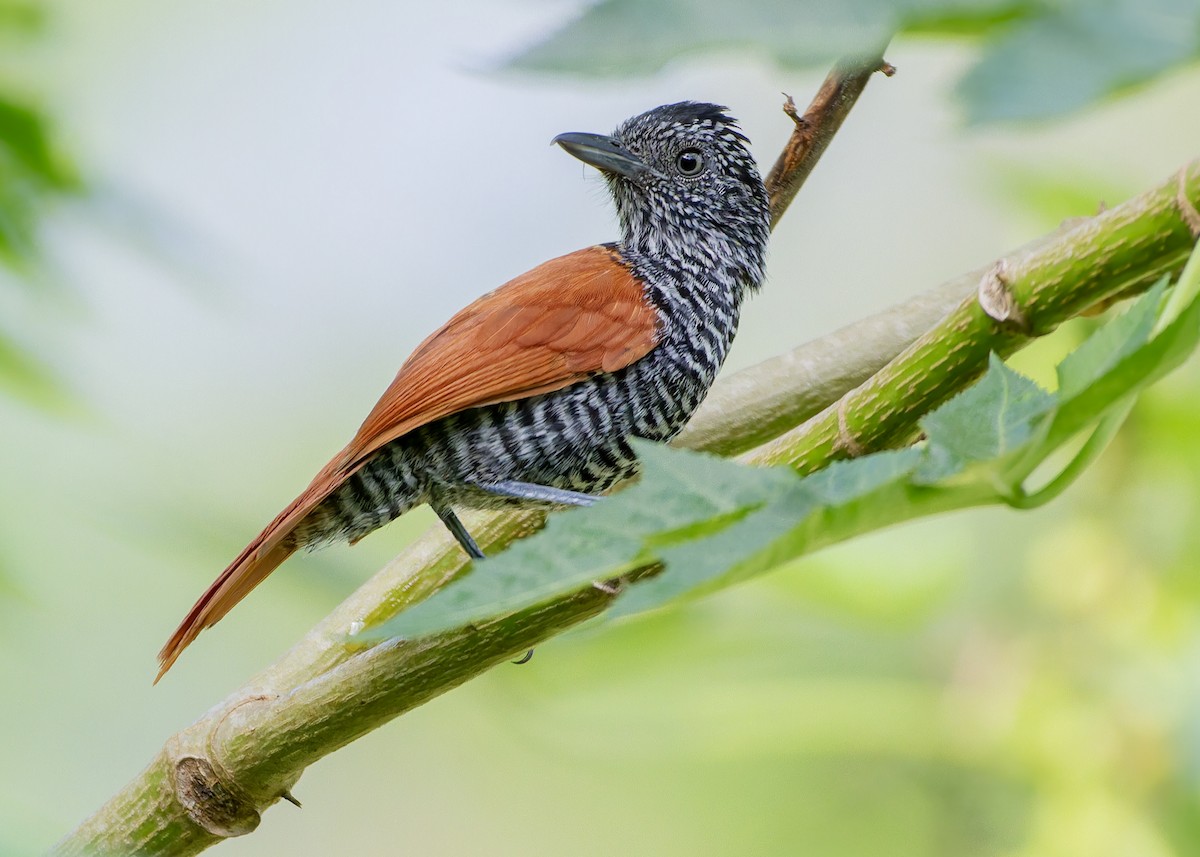 Chestnut-backed Antshrike - ML645622923