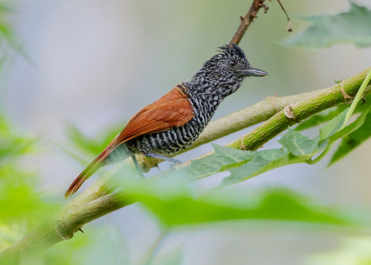 Chestnut-backed Antshrike - ML645622924