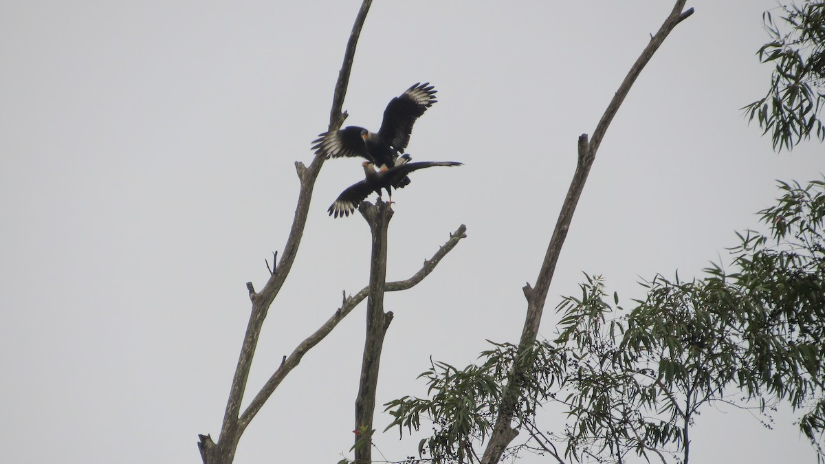 Crested Caracara - ML645622925