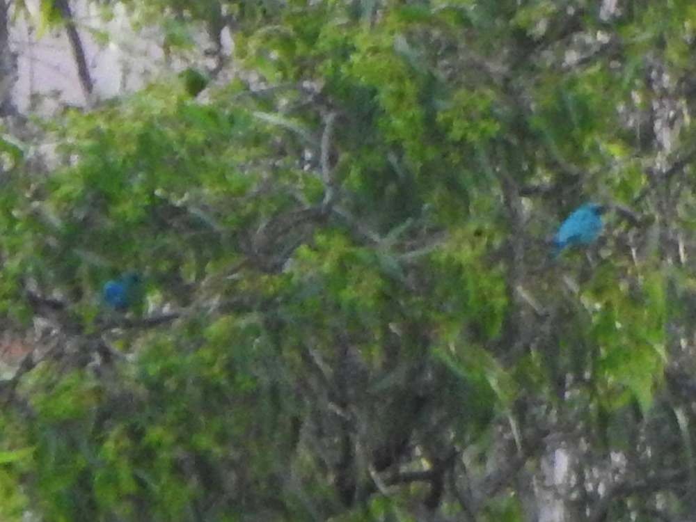 Swallow Tanager - ML645622926