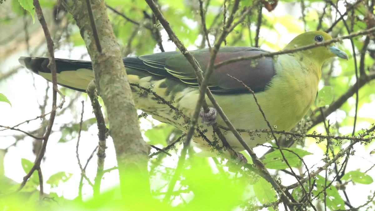 White-bellied Green-Pigeon - ML645622928