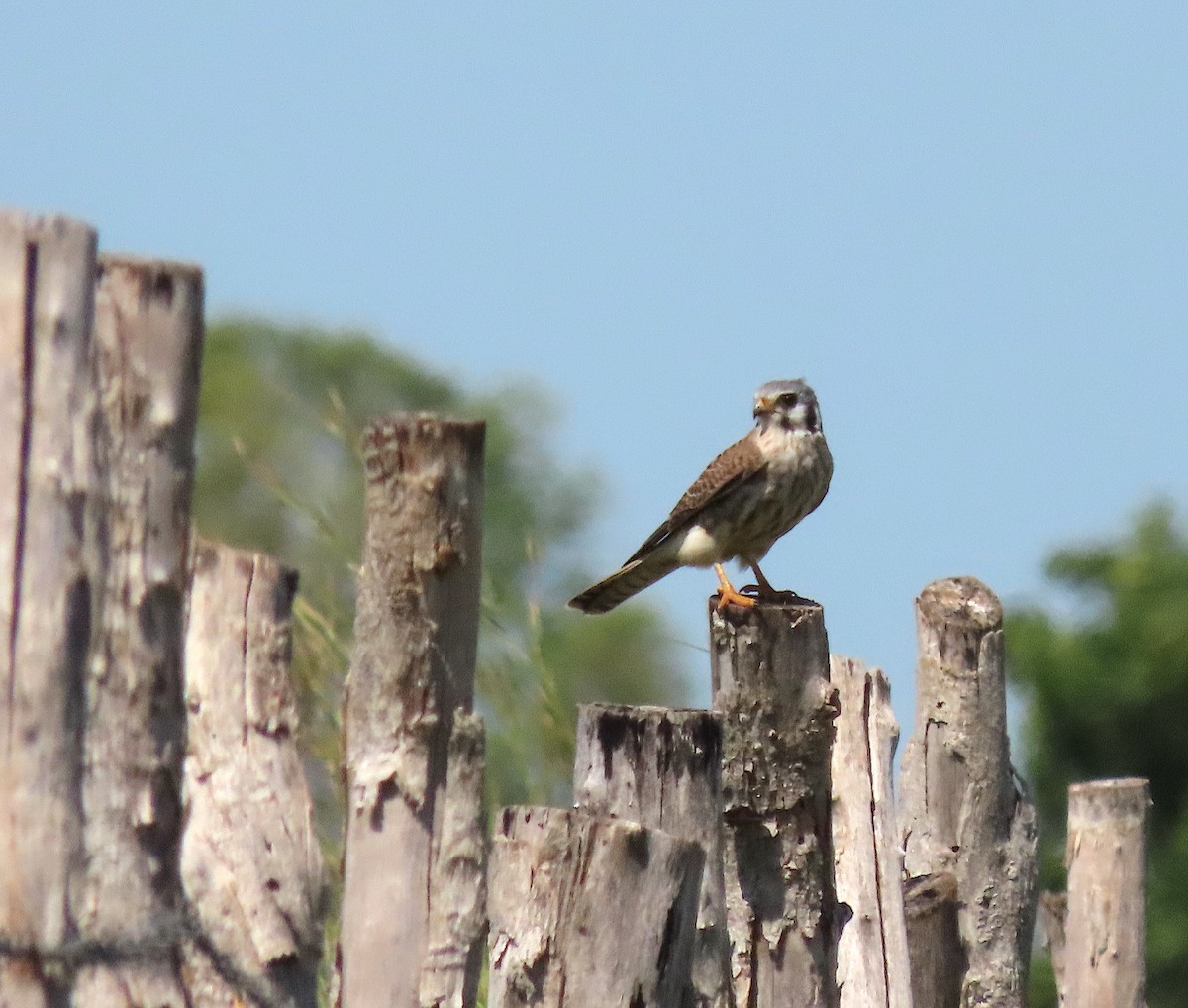 American Kestrel - ML645622930
