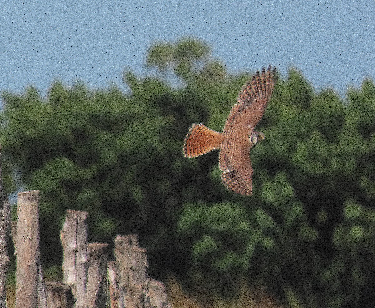 American Kestrel - ML645622931