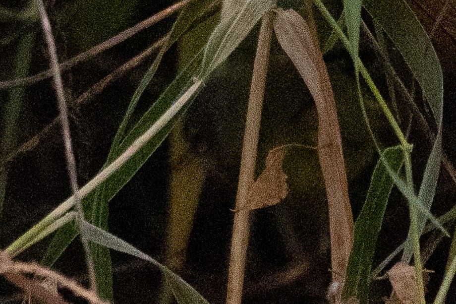 MacGillivray's Warbler - ML645622933