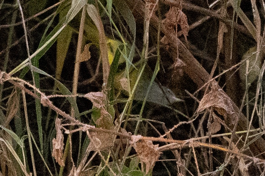 MacGillivray's Warbler - ML645622934