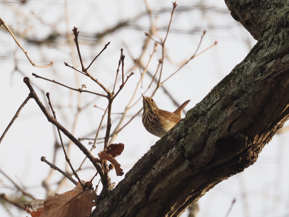 Hermit Thrush - ML645622935