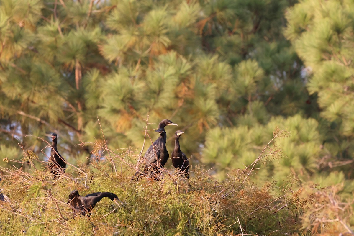 Neotropic Cormorant - ML645622937