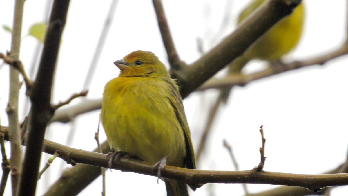 Saffron Finch - ML645622938