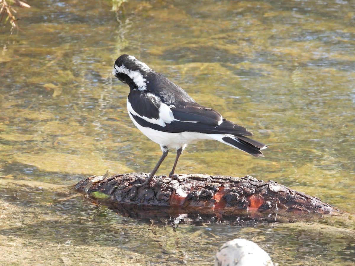 Magpie-lark - ML645622939