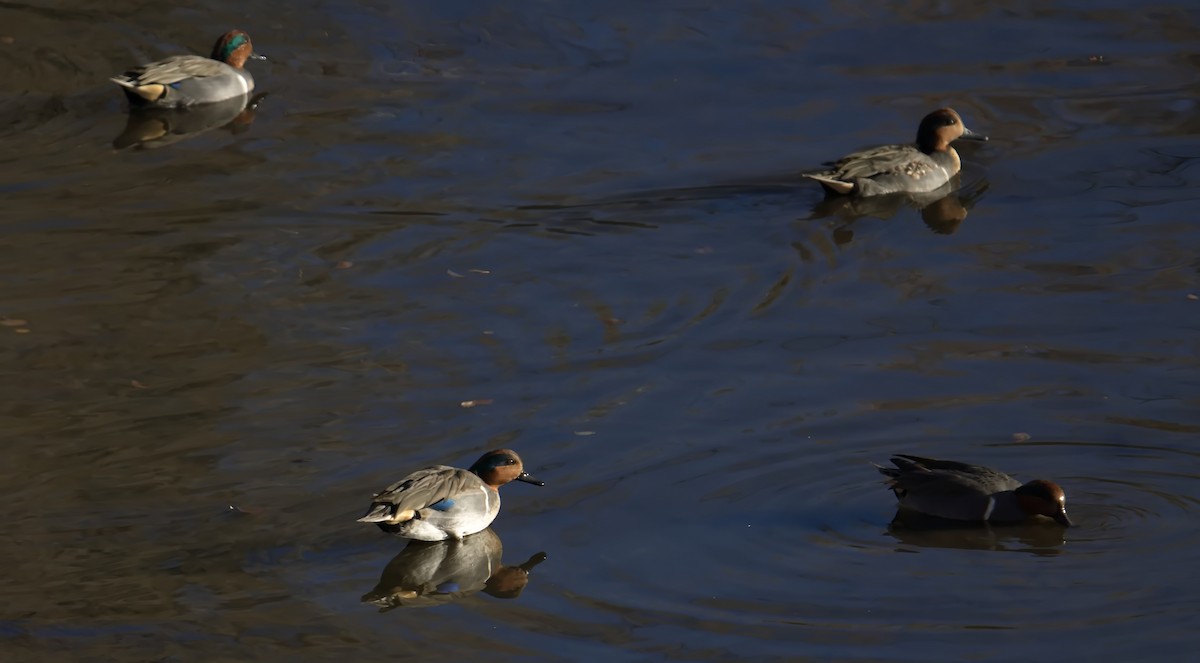Green-winged Teal - ML645622941
