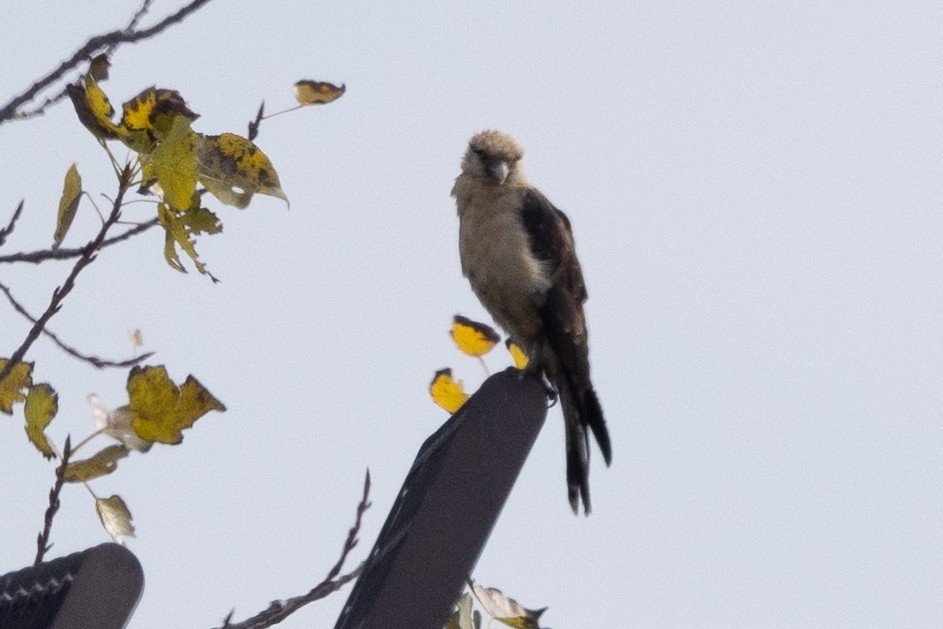 Yellow-headed Caracara - ML645622942