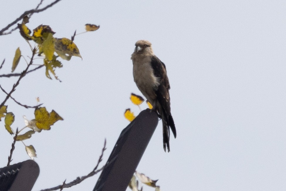 Yellow-headed Caracara - ML645622943