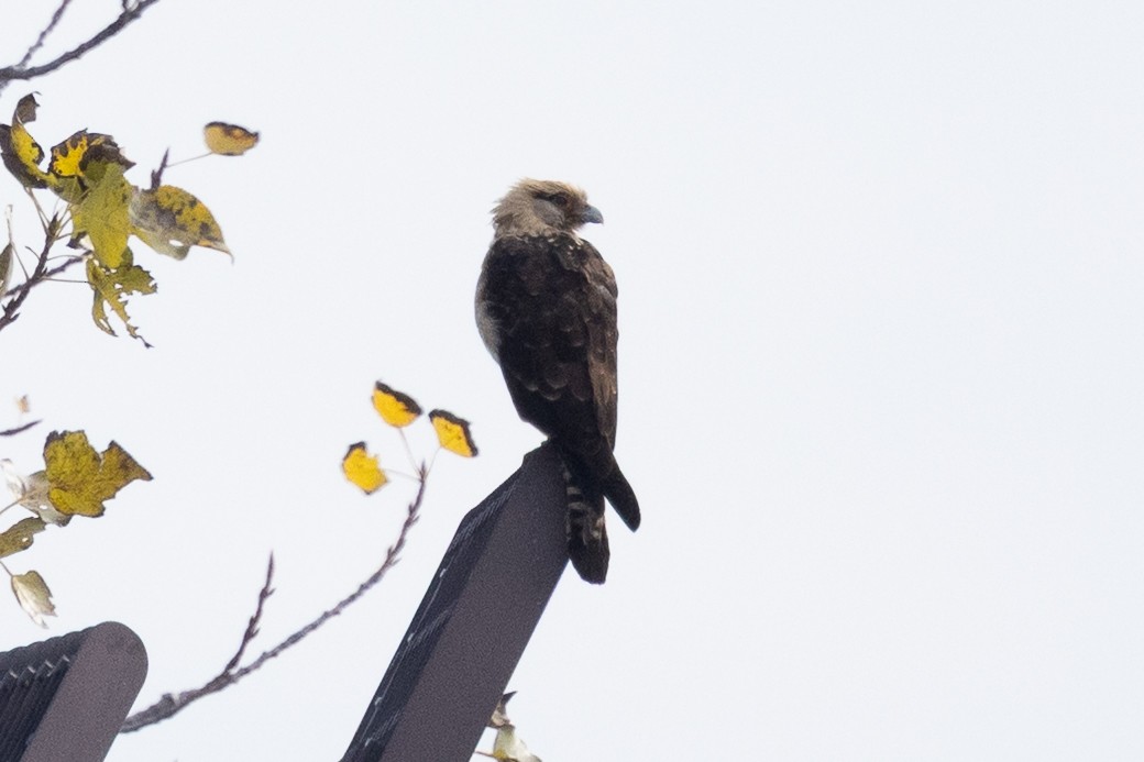 Yellow-headed Caracara - ML645622944