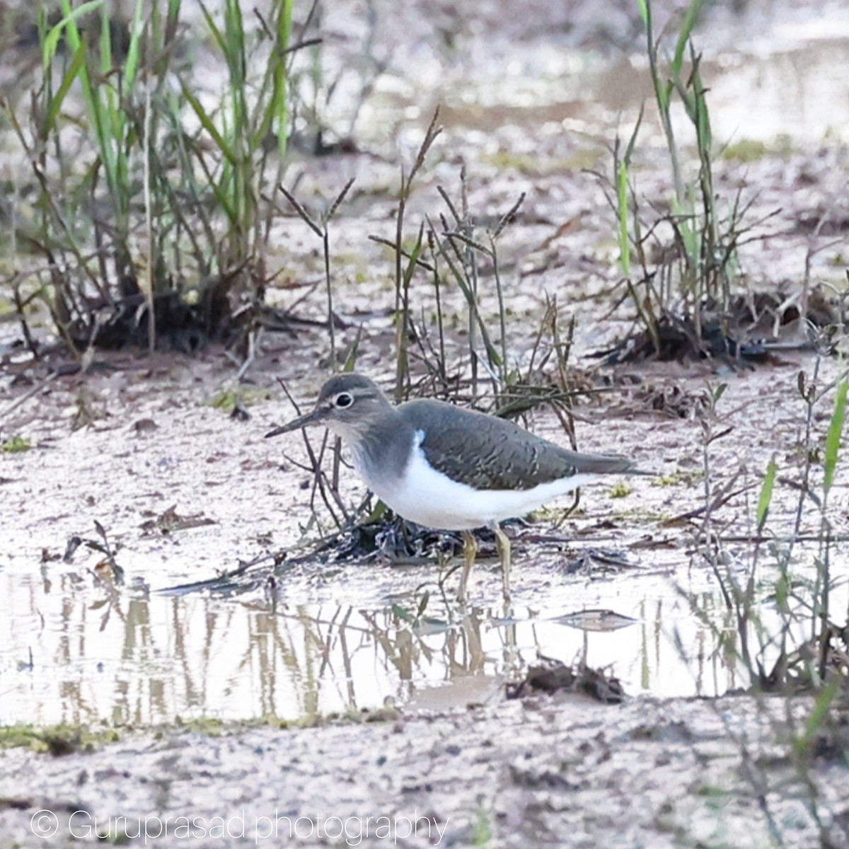 Common Sandpiper - ML645622947