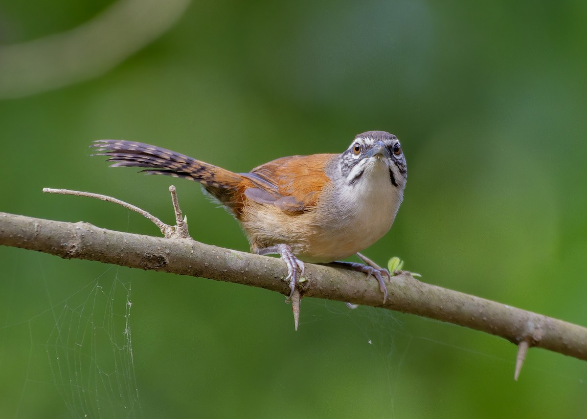 skjeggsmett - ML645622948