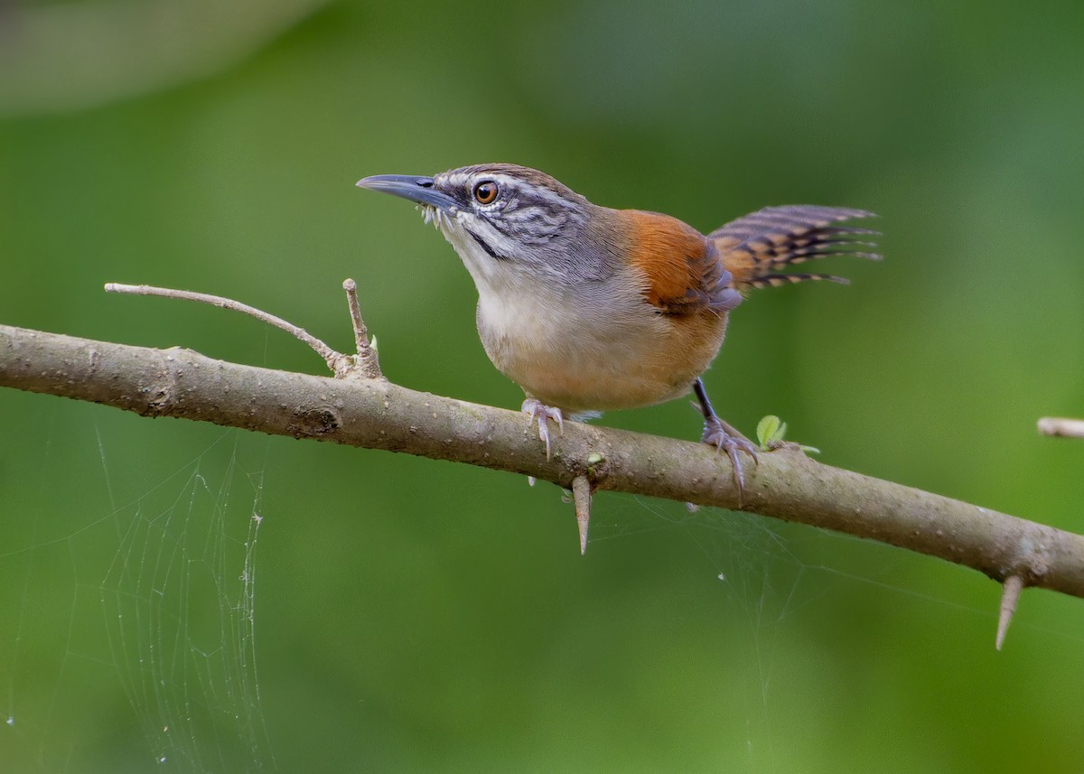 skjeggsmett - ML645622949