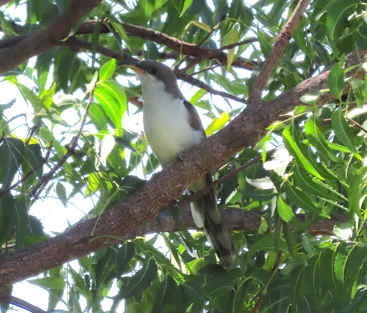 Yellow-billed Cuckoo - ML645622952