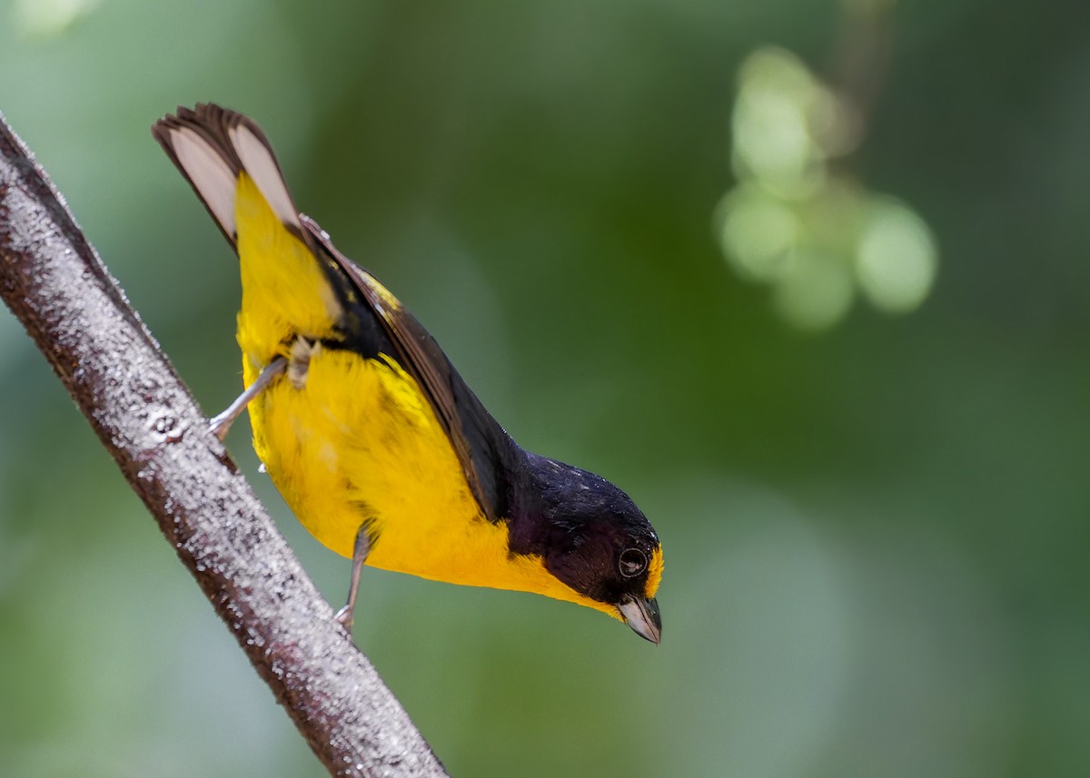 fioleufonia - ML645622953