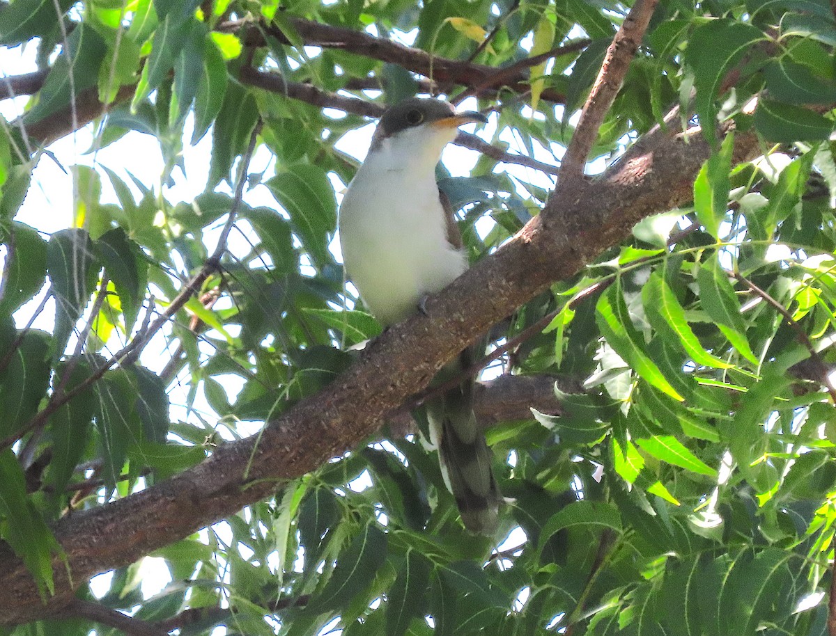 Yellow-billed Cuckoo - ML645622954