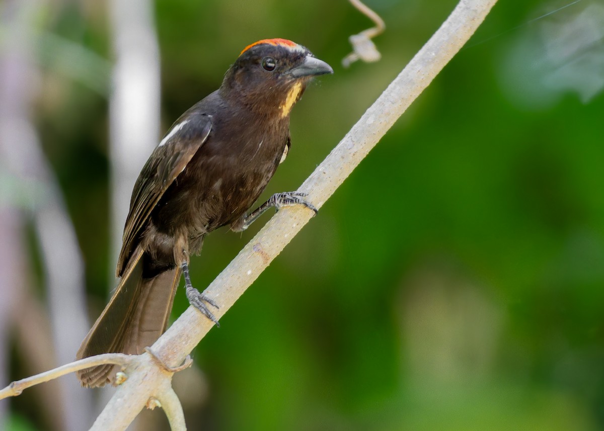 ildtopptanagar - ML645622960