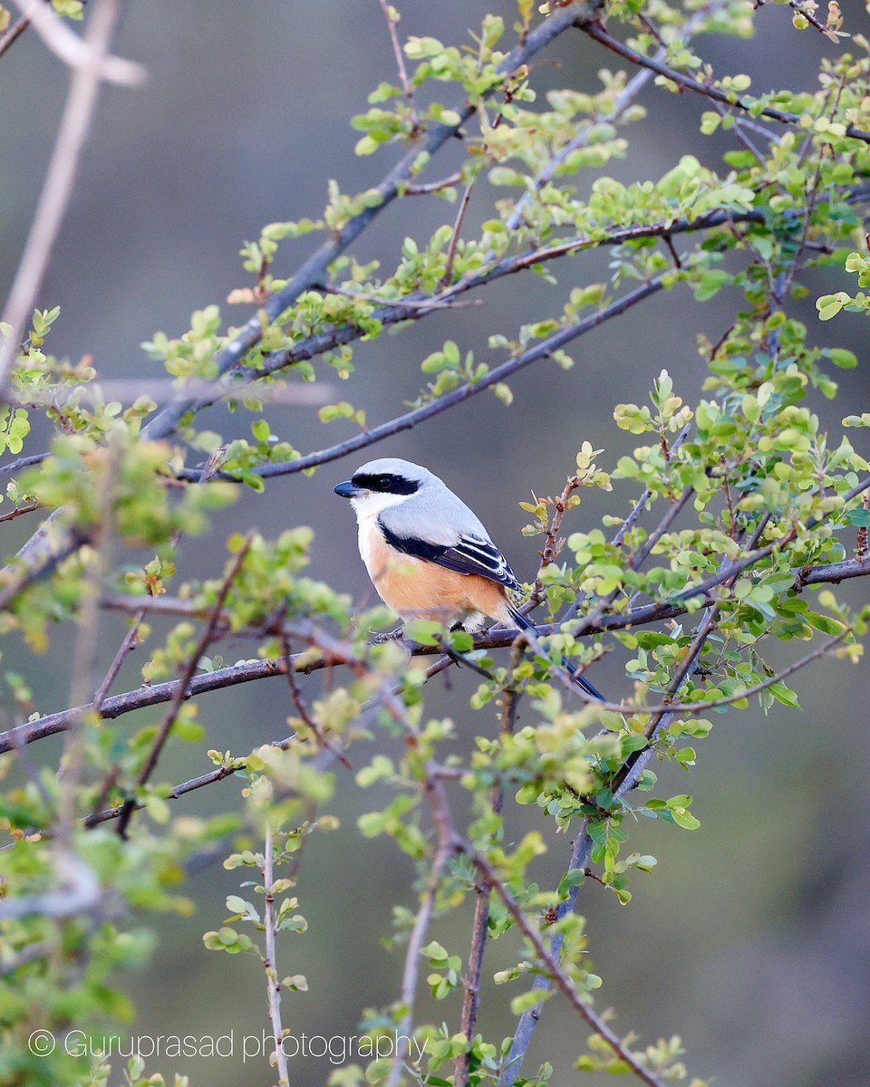 Long-tailed Shrike - ML645622964