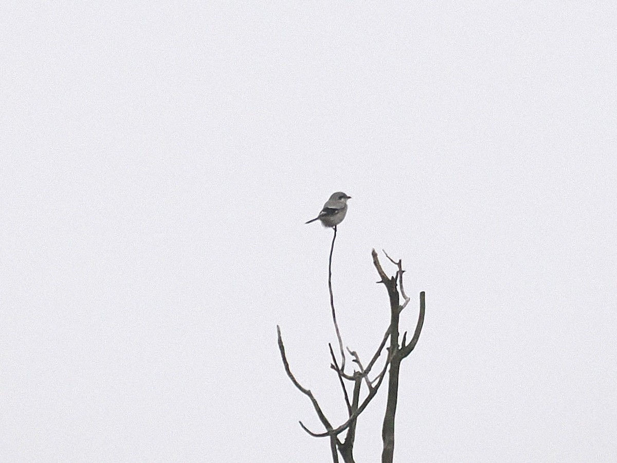 Северный сорокопут - ML645622966