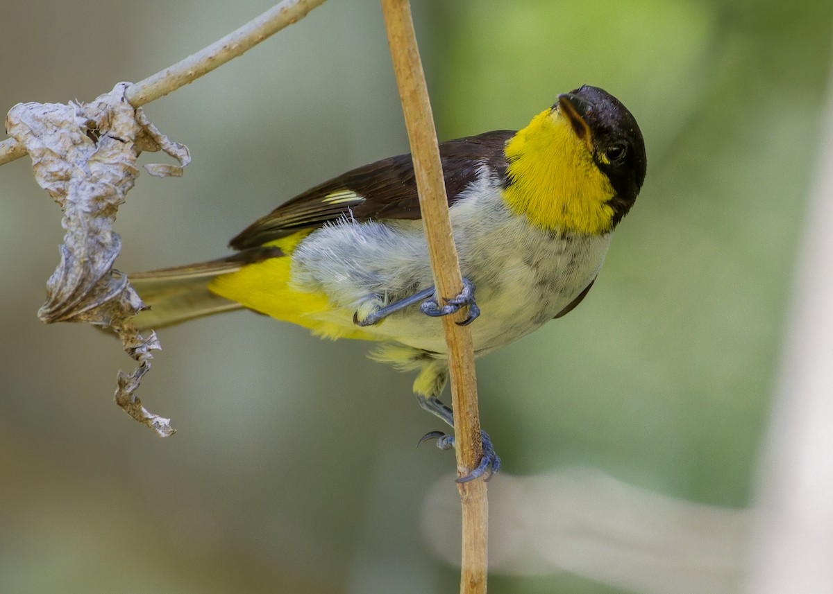 gulgumptanagar - ML645622977