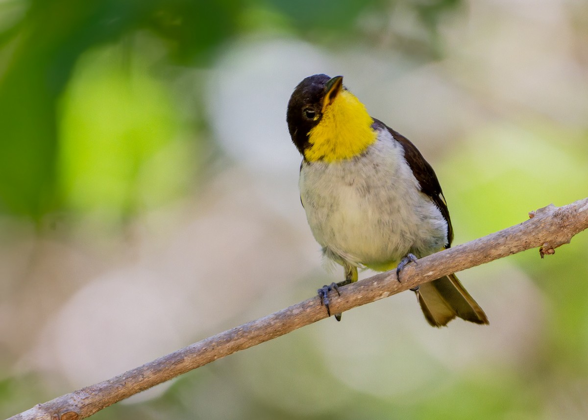 gulgumptanagar - ML645622978