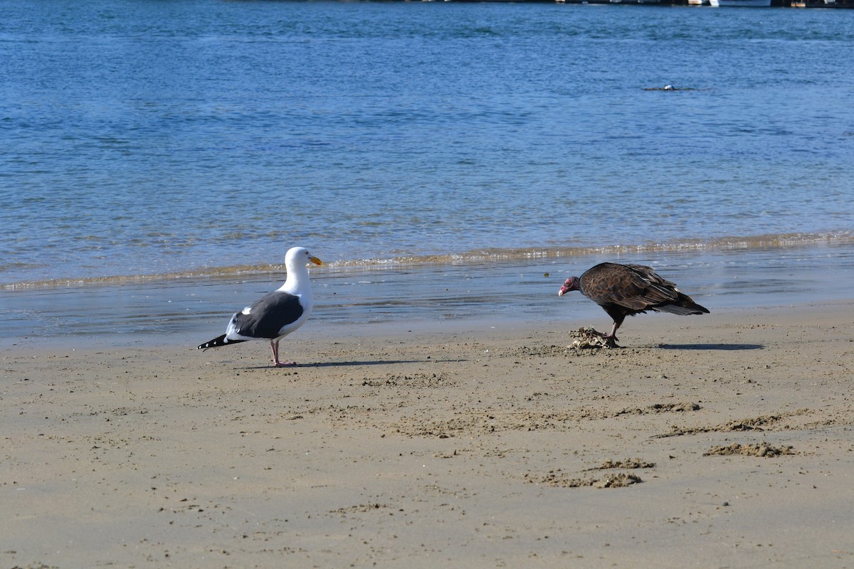 Западная чайка - ML645622986