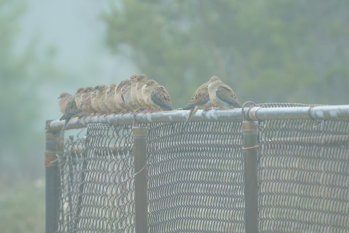 ナゲキバト - ML645622987