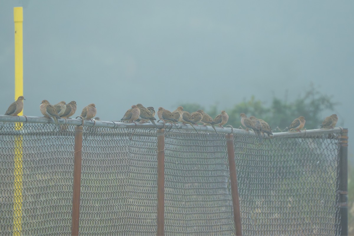 ナゲキバト - ML645622988