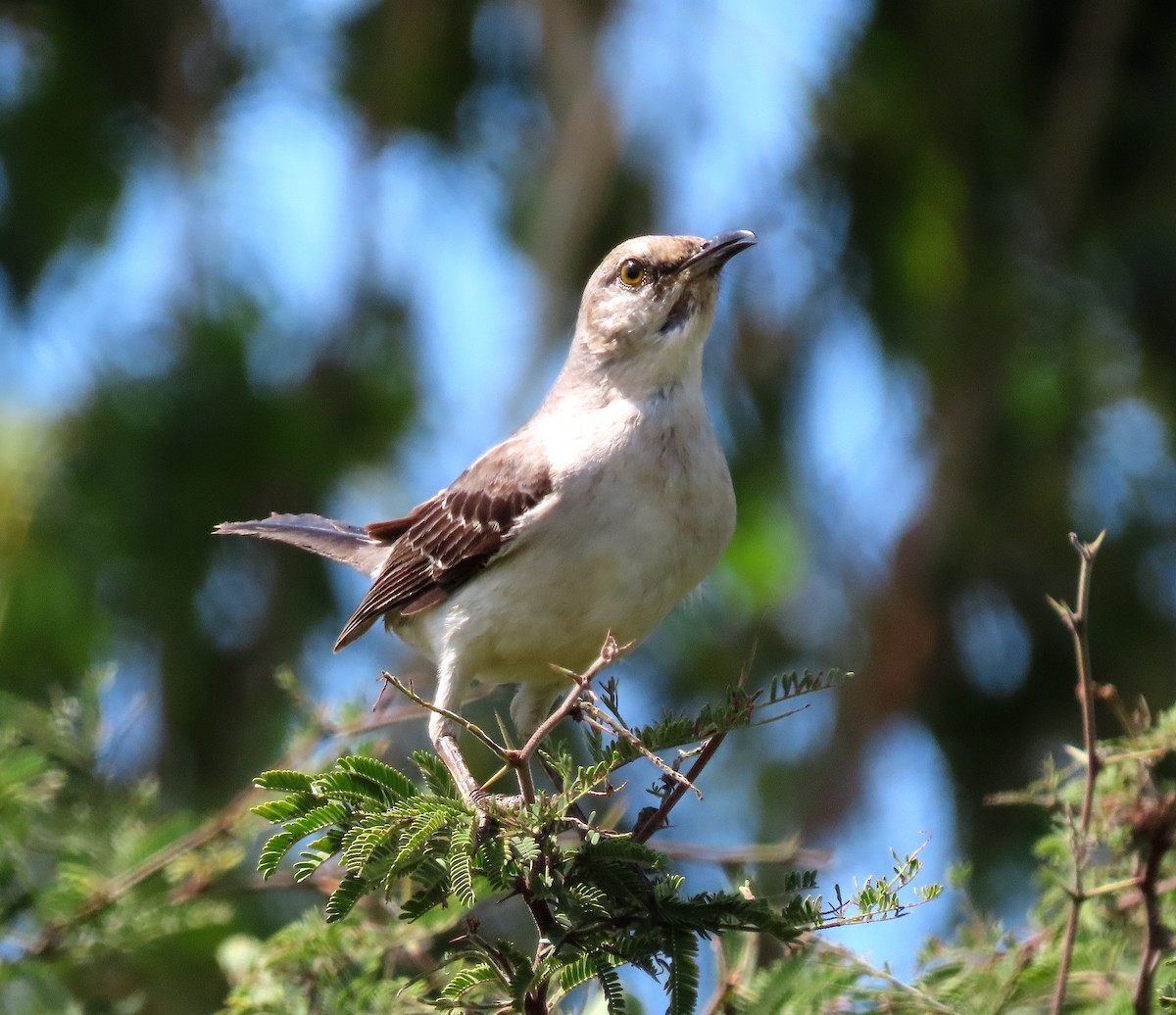 Moqueur des savanes - ML645622996