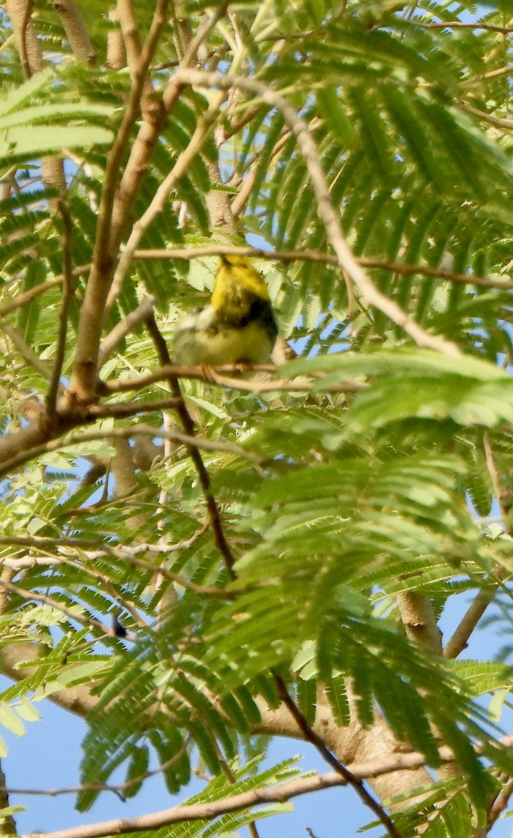 Black-throated Green Warbler - ML645622999