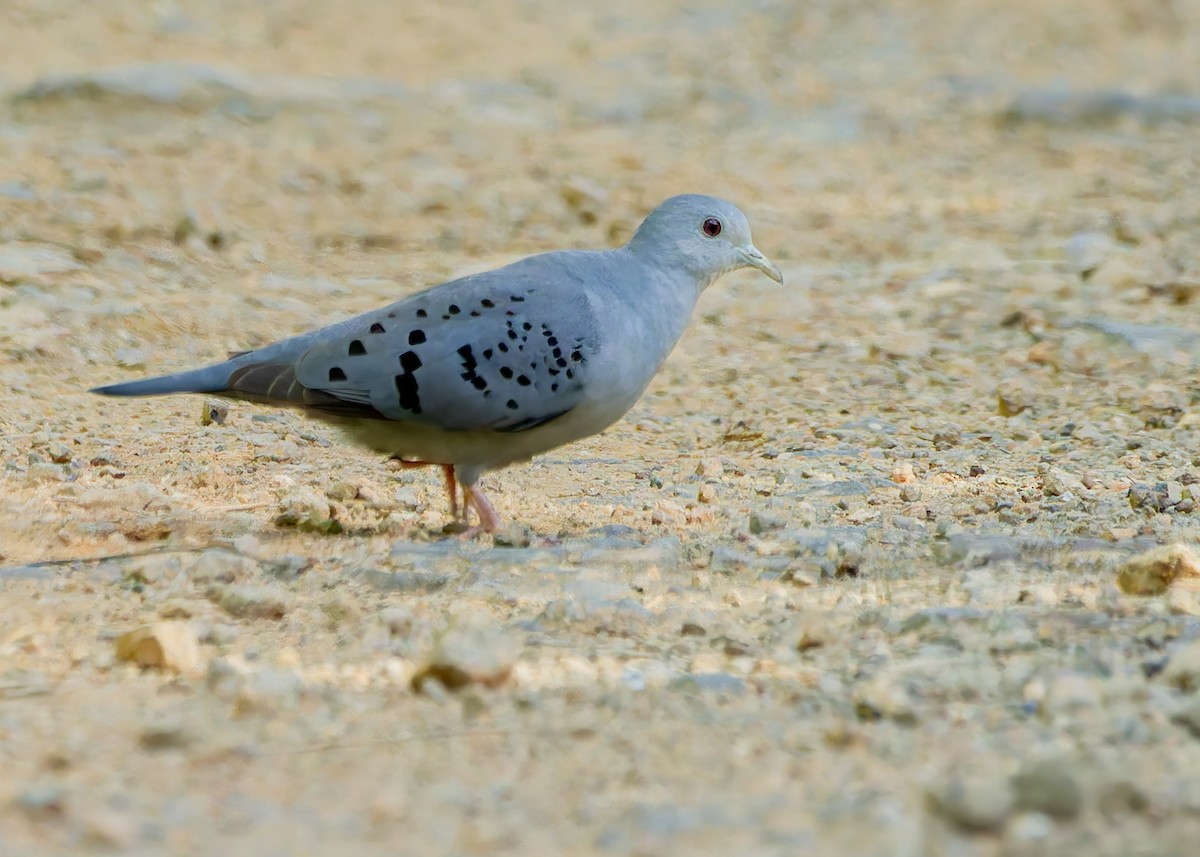 grådue - ML645623011