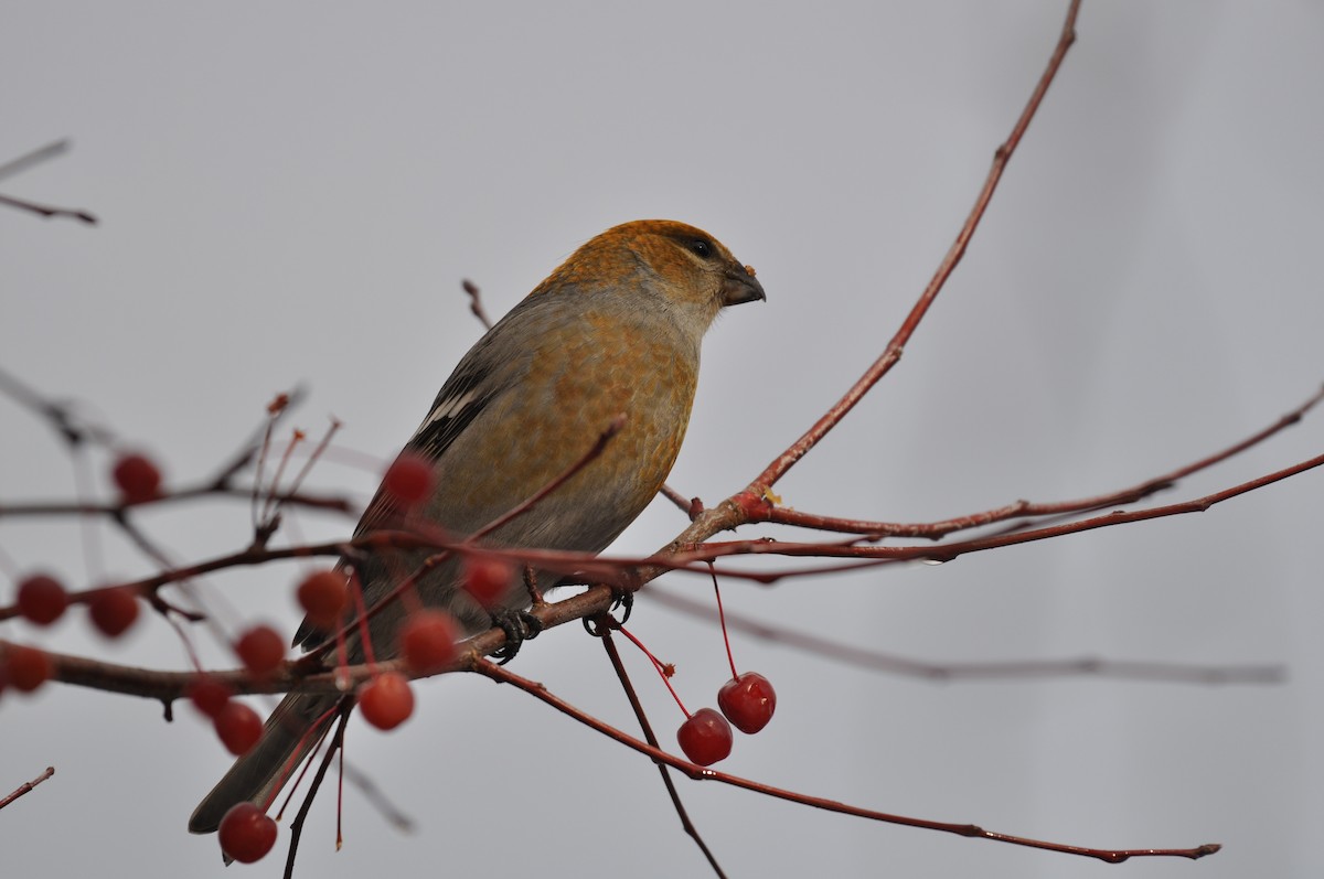 Pinu-gailupa - ML645623014