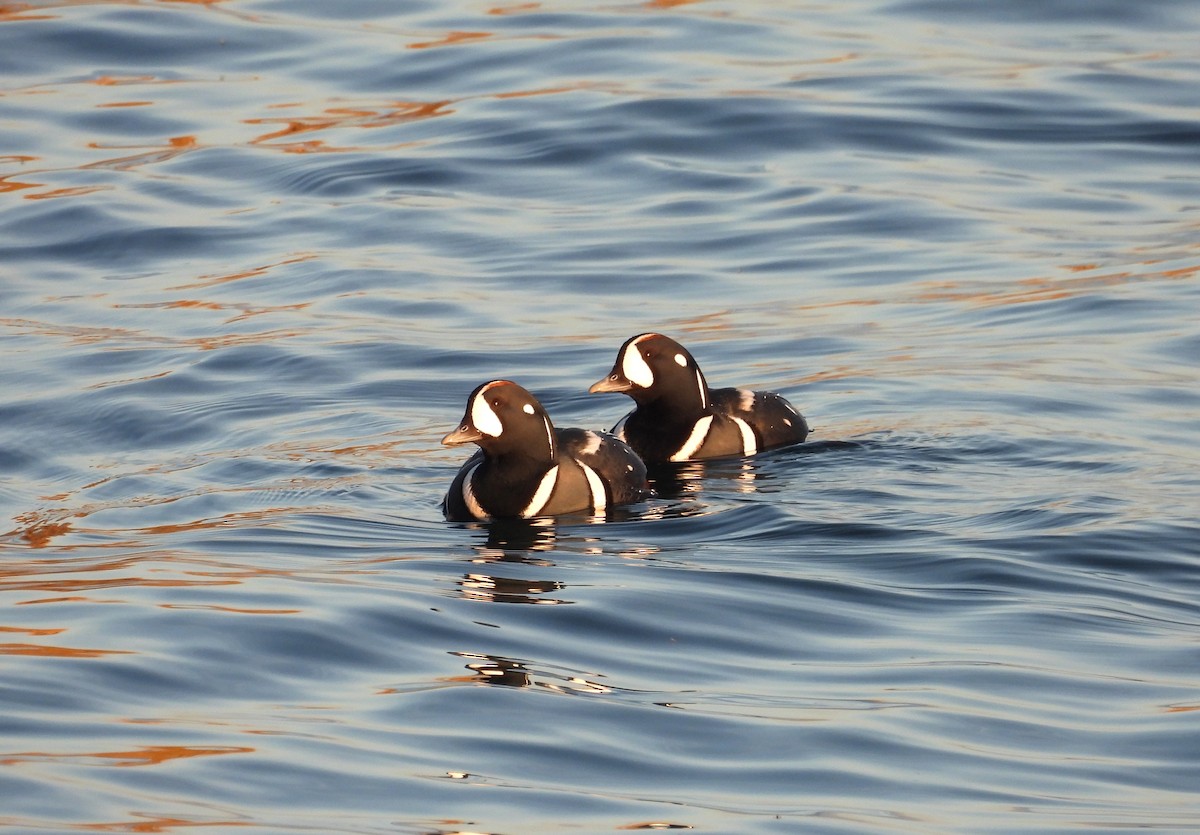 Ahate arlekina - ML645623017