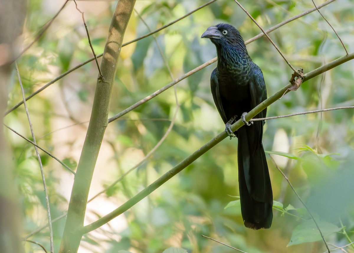 storani - ML645623019