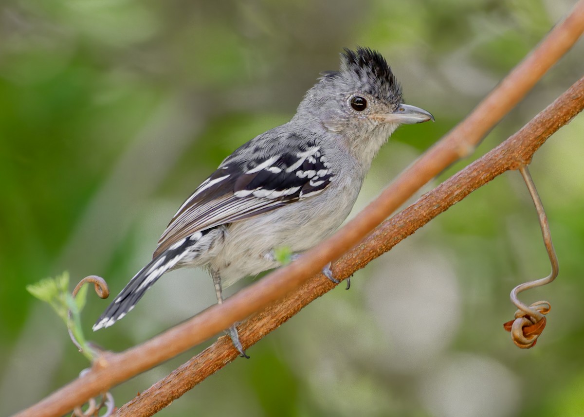 leirmaurvarsler - ML645623024