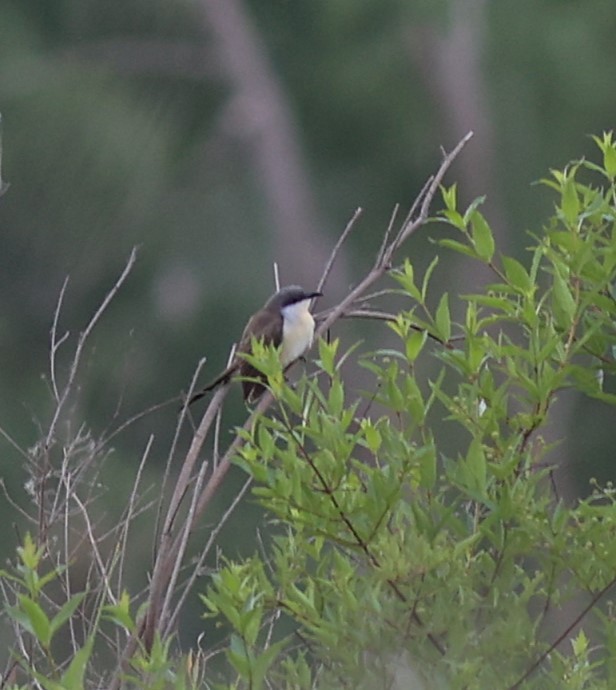 Кукліло бурий - ML645623033