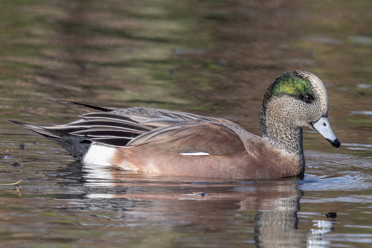 American Wigeon - ML645623035