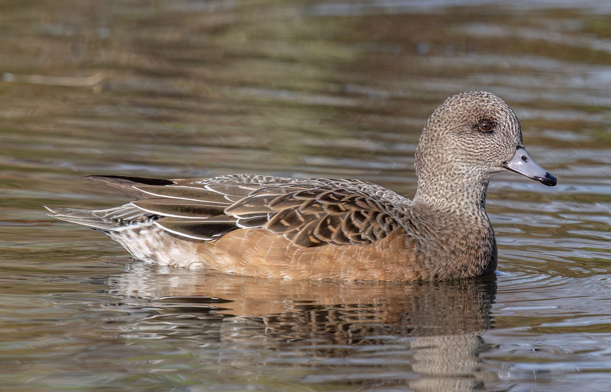 American Wigeon - ML645623036