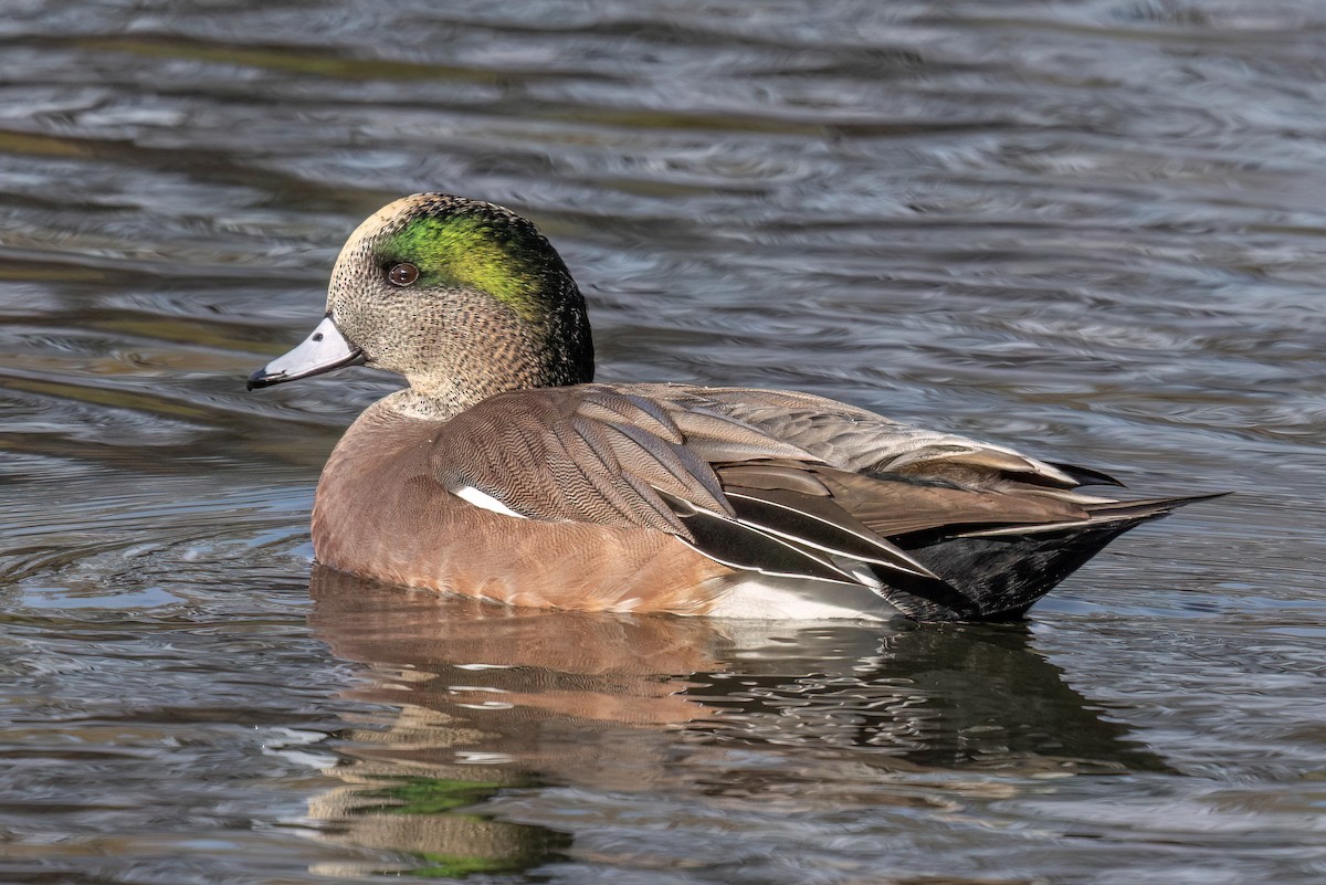 American Wigeon - ML645623037